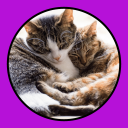 تحميل  Katzen Clicker Training Light