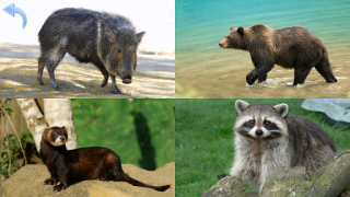 تحميل Animals for Kids ألعاب التعلم لنظام أندرويد لقطة شاشة 6