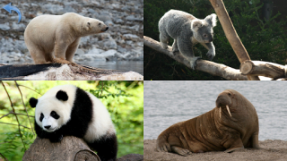 تحميل Animals for Kids ألعاب التعلم لنظام أندرويد لقطة شاشة 7
