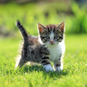 تحميل  Cat Live Wallpaper