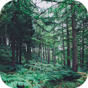 تحميل  Forest Wallpapers HD (backgrounds & themes)