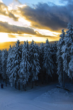 تحميل Forest Wallpapers HD (backgrounds & themes) إضفاء الطابع الشخصي لنظام أندرويد لقطة شاشة 2