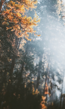 تحميل Forest Wallpapers HD (backgrounds & themes) إضفاء الطابع الشخصي لنظام أندرويد لقطة شاشة 3