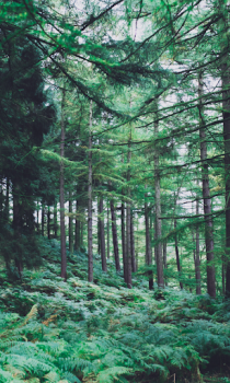 تحميل Forest Wallpapers HD (backgrounds & themes) إضفاء الطابع الشخصي لنظام أندرويد لقطة شاشة 4