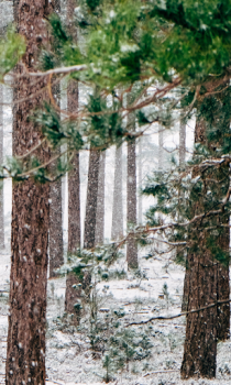 تحميل Forest Wallpapers HD (backgrounds & themes) إضفاء الطابع الشخصي لنظام أندرويد لقطة شاشة 5