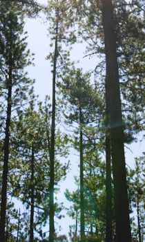 تحميل Forest Wallpapers HD (backgrounds & themes) إضفاء الطابع الشخصي لنظام أندرويد لقطة شاشة 6