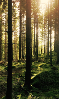 تحميل Forest Wallpapers HD (backgrounds & themes) إضفاء الطابع الشخصي لنظام أندرويد لقطة شاشة 7