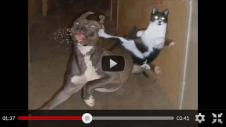 تحميل Funny Animal Videos: Cats Dogs وسائل الترفيه لنظام أندرويد لقطة شاشة 2