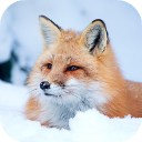 تحميل  Fox Wallpaper HD: backgrounds & themes