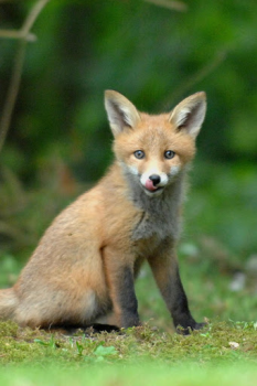 تحميل Fox Wallpaper HD: backgrounds & themes إضفاء الطابع الشخصي لنظام أندرويد لقطة شاشة 2