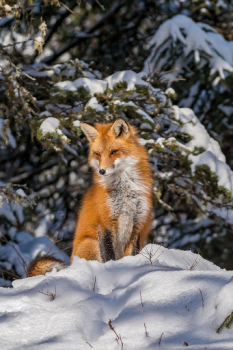 تحميل Fox Wallpaper HD: backgrounds & themes إضفاء الطابع الشخصي لنظام أندرويد لقطة شاشة 3