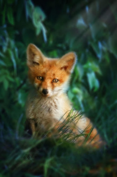 تحميل Fox Wallpaper HD: backgrounds & themes إضفاء الطابع الشخصي لنظام أندرويد لقطة شاشة 4