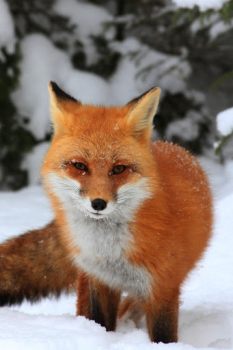 تحميل Fox Wallpaper HD: backgrounds & themes إضفاء الطابع الشخصي لنظام أندرويد لقطة شاشة 5