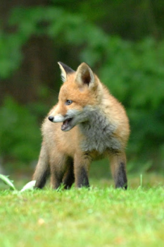 تحميل Fox Wallpaper HD: backgrounds & themes إضفاء الطابع الشخصي لنظام أندرويد لقطة شاشة 6