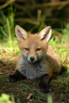 تحميل Fox Wallpaper HD: backgrounds & themes إضفاء الطابع الشخصي لنظام أندرويد لقطة شاشة 7