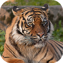 تحميل  Tiger Wallpapers HD (backgrounds & themes)