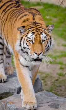 تحميل Tiger Wallpapers HD (backgrounds & themes) إضفاء الطابع الشخصي لنظام أندرويد لقطة شاشة 2