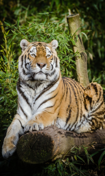تحميل Tiger Wallpapers HD (backgrounds & themes) إضفاء الطابع الشخصي لنظام أندرويد لقطة شاشة 3
