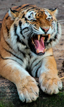 تحميل Tiger Wallpapers HD (backgrounds & themes) إضفاء الطابع الشخصي لنظام أندرويد لقطة شاشة 4