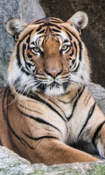 تحميل Tiger Wallpapers HD (backgrounds & themes) إضفاء الطابع الشخصي لنظام أندرويد لقطة شاشة 5