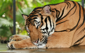 تحميل Tiger Wallpapers HD (backgrounds & themes) إضفاء الطابع الشخصي لنظام أندرويد لقطة شاشة 6