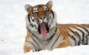 تحميل Tiger Wallpapers HD (backgrounds & themes) إضفاء الطابع الشخصي لنظام أندرويد لقطة شاشة 7