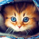 تحميل  Cute Cats Live Wallpaper