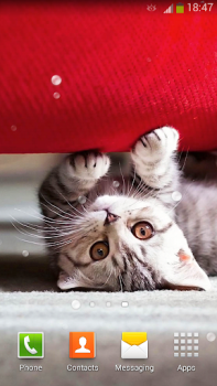 تحميل Cute Cats Live Wallpaper إضفاء الطابع الشخصي لنظام أندرويد لقطة شاشة 2