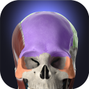تحميل  Anatomyka - 3D Anatomy Atlas