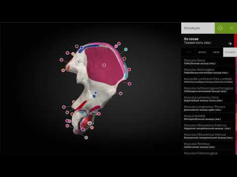 تحميل Anatomyka - 3D Anatomy Atlas الدواء لنظام أندرويد لقطة شاشة 8