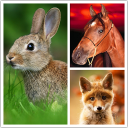 تحميل  Animals LIve Wallpaper