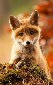 تحميل Animals LIve Wallpaper إضفاء الطابع الشخصي لنظام أندرويد لقطة شاشة 2