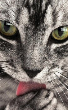 تحميل Animals LIve Wallpaper إضفاء الطابع الشخصي لنظام أندرويد لقطة شاشة 3
