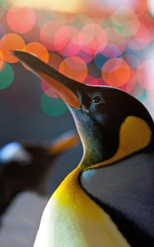 تحميل Animals LIve Wallpaper إضفاء الطابع الشخصي لنظام أندرويد لقطة شاشة 6