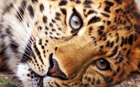 تحميل Animals LIve Wallpaper إضفاء الطابع الشخصي لنظام أندرويد لقطة شاشة 7