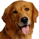 تحميل  Dog Breeds