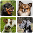 تحميل  Dog Breeds - Quiz about dogs!
