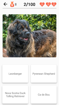 تحميل Dog Breeds - Quiz about dogs! أمور تافهة لنظام أندرويد لقطة شاشة 2