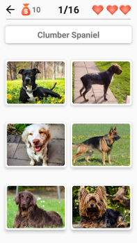 تحميل Dog Breeds - Quiz about dogs! أمور تافهة لنظام أندرويد لقطة شاشة 6