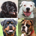 تحميل  Dogs Quiz - Guess All Breeds!