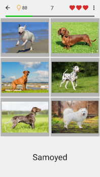 تحميل Dogs Quiz - Guess All Breeds! أمور تافهة لنظام أندرويد لقطة شاشة 6