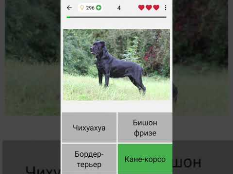 تحميل Dogs Quiz - Guess All Breeds! أمور تافهة لنظام أندرويد لقطة شاشة 8