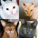 تحميل  Cats Quiz Guess Popular Breeds