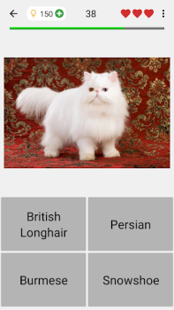 تحميل Cats Quiz Guess Popular Breeds أمور تافهة لنظام أندرويد لقطة شاشة 4