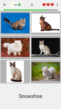 تحميل Cats Quiz Guess Popular Breeds أمور تافهة لنظام أندرويد لقطة شاشة 7