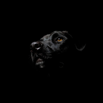 تحميل Black Live Wallpaper إضفاء الطابع الشخصي لنظام أندرويد لقطة شاشة 2