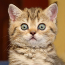 تحميل  Cat sounds - play with cats