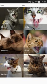 تحميل Cat sounds - play with cats وسائل الترفيه لنظام أندرويد لقطة شاشة 4