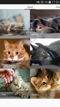 تحميل Cat sounds - play with cats وسائل الترفيه لنظام أندرويد لقطة شاشة 6