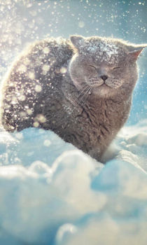 تحميل Falling Snow Live Wallpaper (live background) إضفاء الطابع الشخصي لنظام أندرويد لقطة شاشة 3